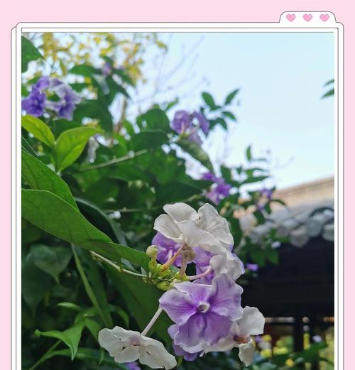 茉莉花的高级花语有哪些？