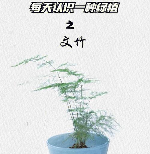 竹子的花语有哪些寓意？
