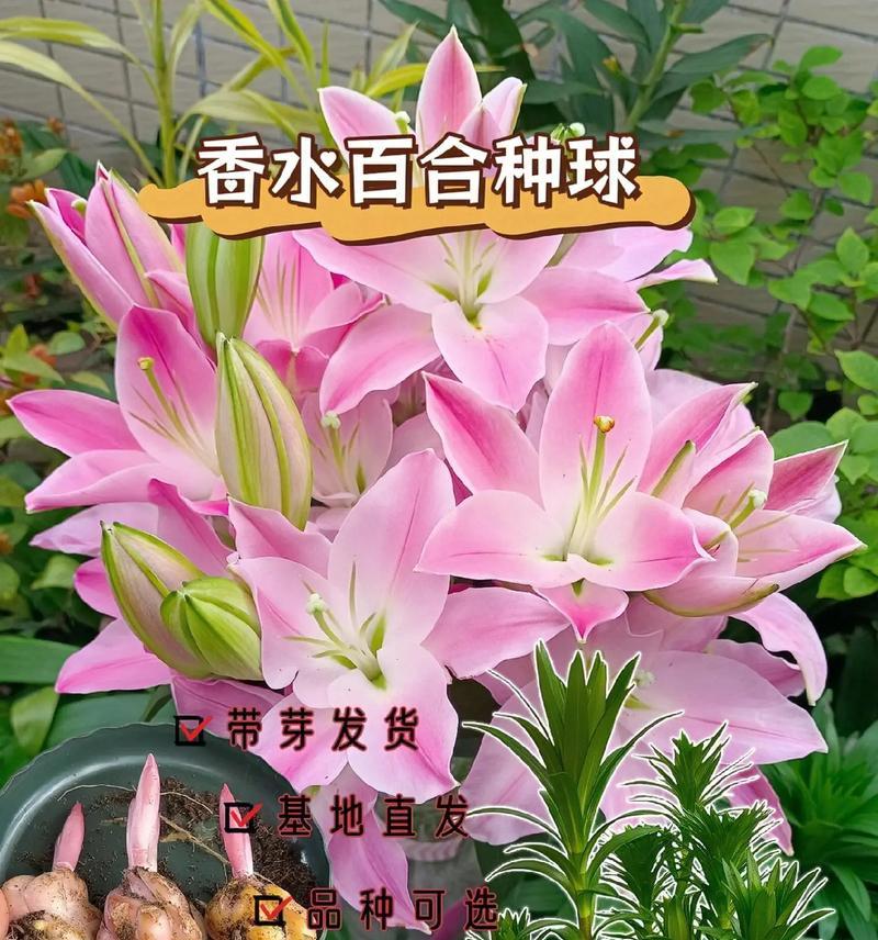 道具百合的花语有何深意？它象征着什么？