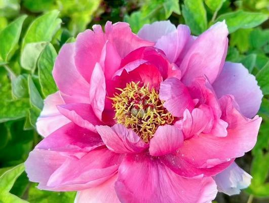 二十朵花在节气中代表什么？花语有何特别含义？