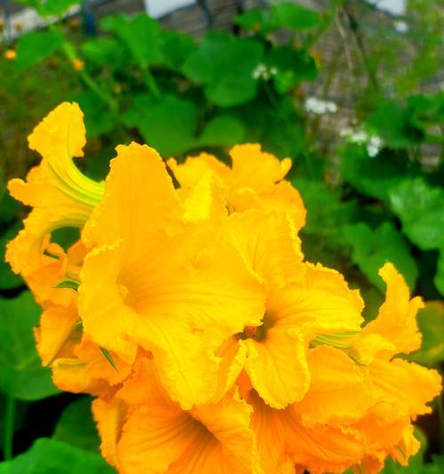 二十朵花在节气中代表什么？花语有何特别含义？