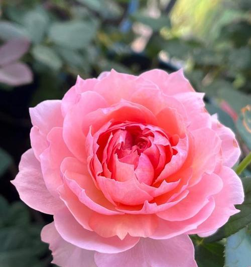 粉色月季代表的花语是什么？