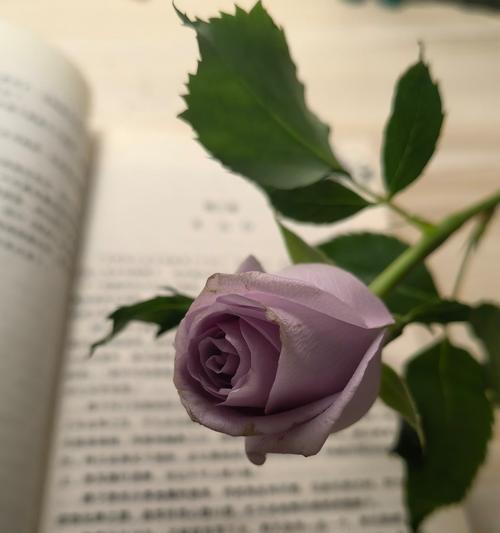 彩色的假玫瑰花的花语是什么？
