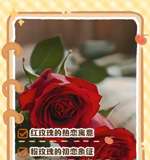 520送小三玫瑰花语的含义是什么？
