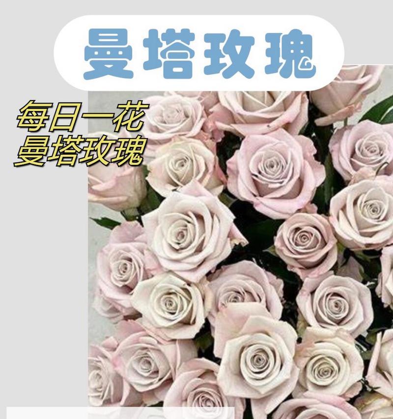 520送小三玫瑰花语的含义是什么？