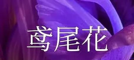 送给可爱女友的花语有何特别含义？如何选择？