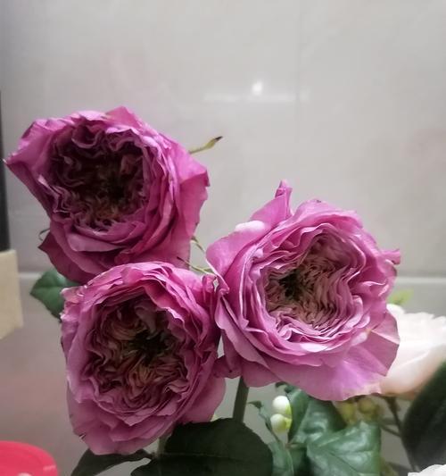送给可爱女友的花语有何特别含义？如何选择？