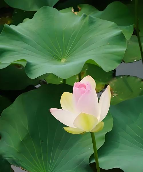 送给可爱女友的花语有何特别含义？如何选择？