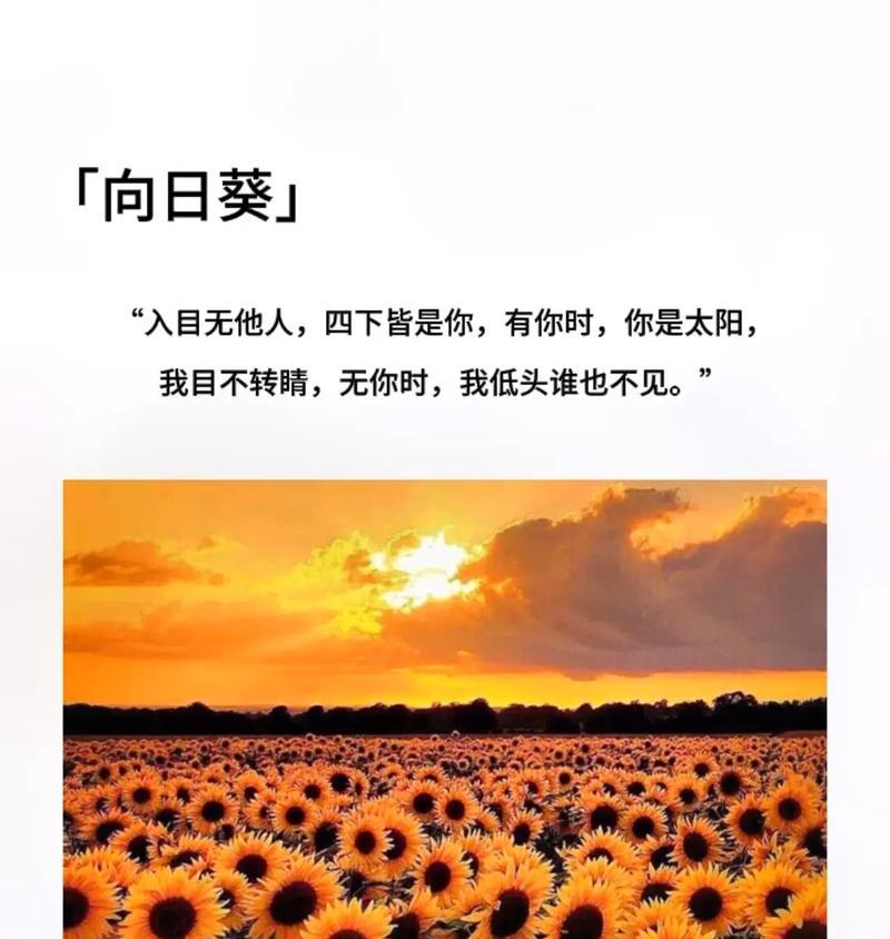 太阳花的花语有何不为人知的含义？