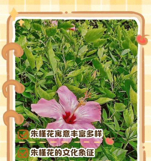 茶的花语名字背后有何寓意？