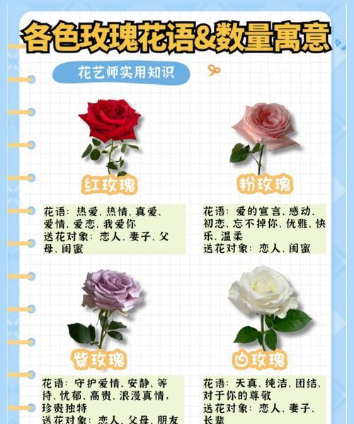 雪中玫瑰花语有何不同？