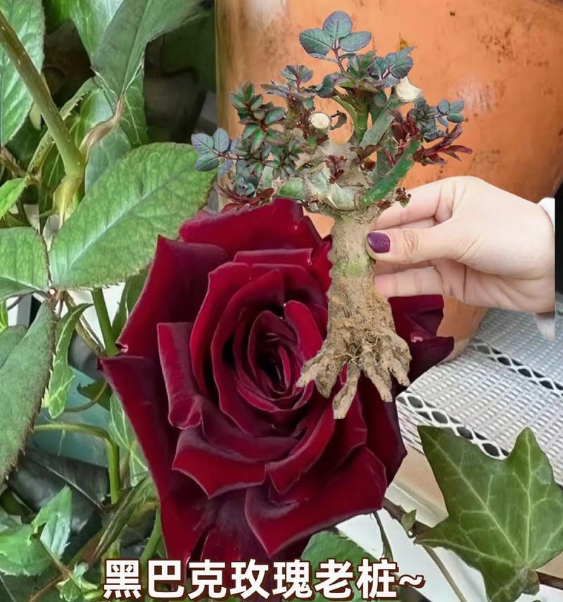 温柔冷淡的花语具体含义是什么？