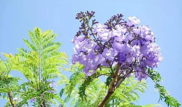 蓝花楹花语含义是什么？花语梗有何寓意？