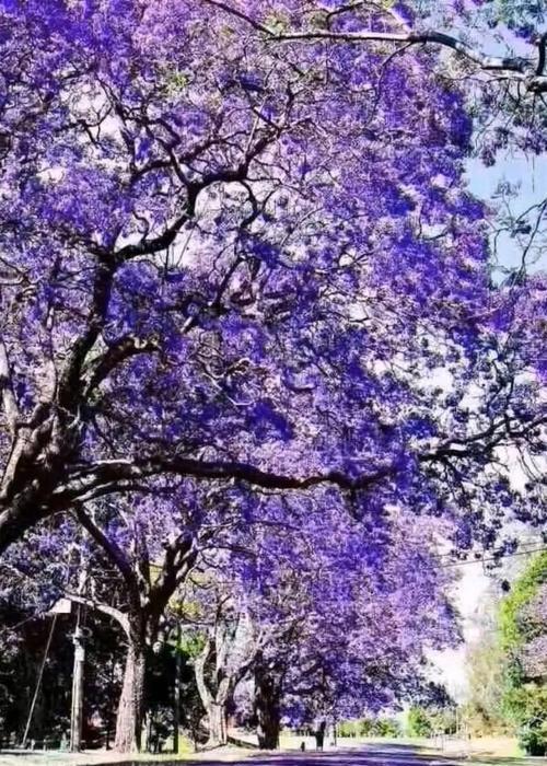 蓝花楹花语含义是什么？花语梗有何寓意？