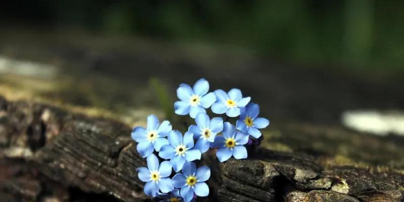 道具陌生的花语是什么意思？道具陌生的花语代表什么？