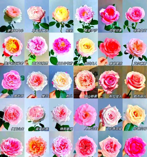 粉色玫瑰花11朵的含义是什么？
