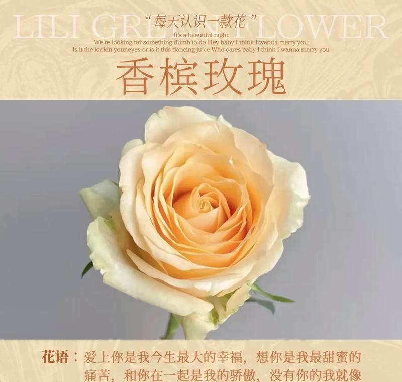 十六朵香槟玫瑰的花语是什么？它象征着什么？