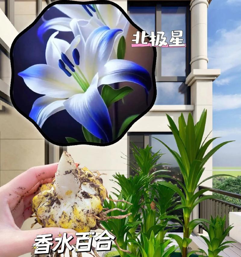 百合和满天星的花语是什么？它们各自代表了什么？
