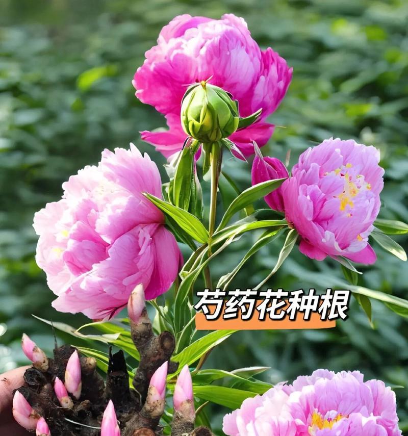 芍药花语是什么？它象征着什么寓意？