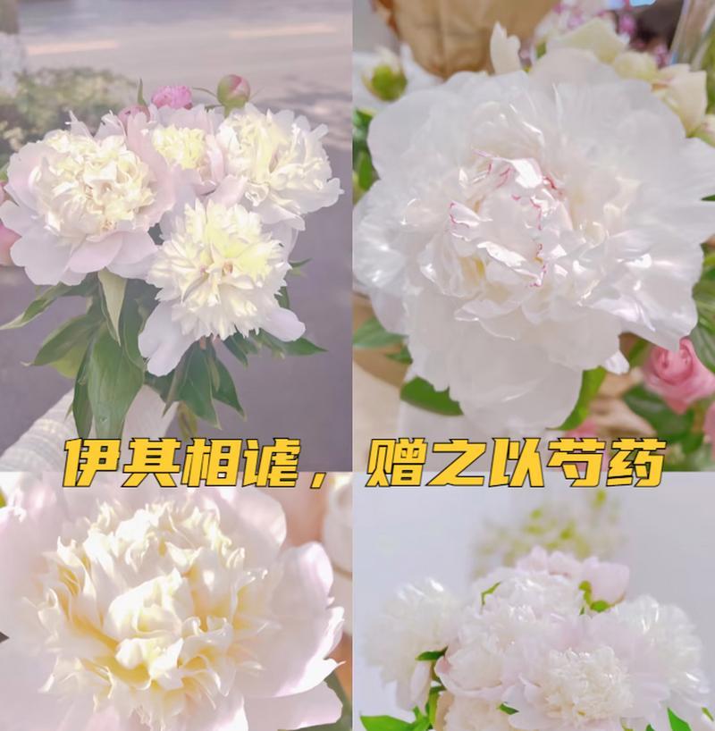 芍药花语是什么？它象征着什么寓意？