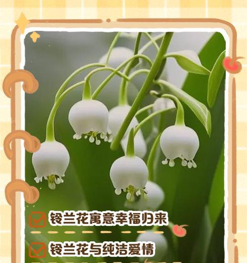 铃兰花语的意义和象征有何特别之处？