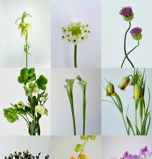弯葱花的花语是什么？弯葱花在花语中代表什么含义？