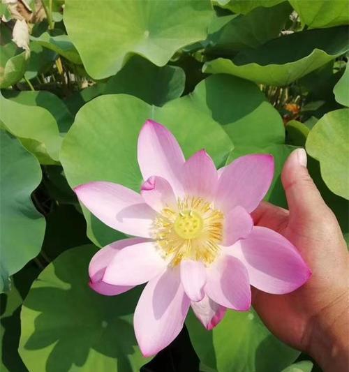 荷花花语的梗是什么？它有何特别含义？