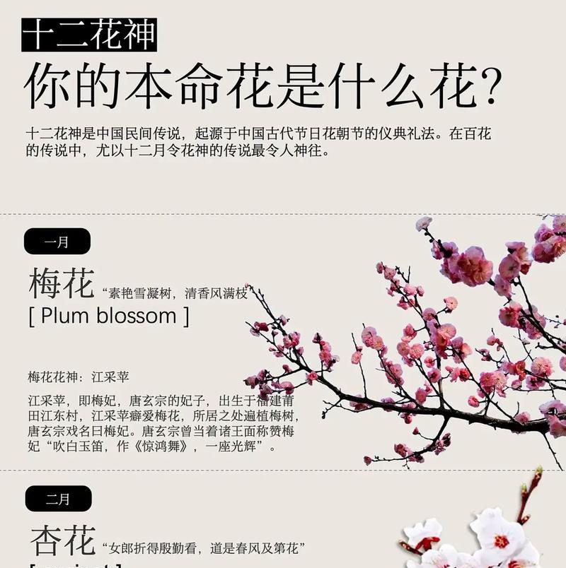 可以用哪种花的花语表白？它代表了什么？
