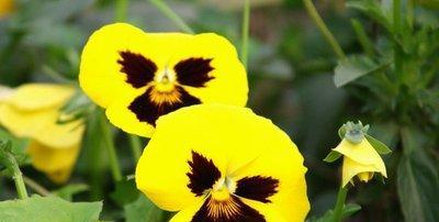 网络花语中的“波”字代表了什么？