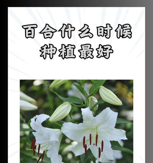 百合拼成的花语有何深意？百合拼成花语代表什么？