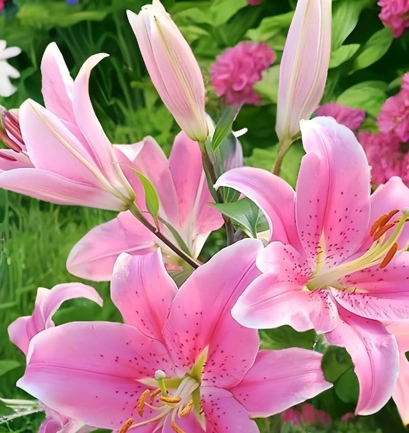 百合拼成的花语有何深意？百合拼成花语代表什么？