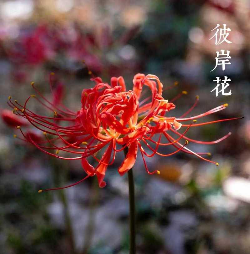 哪种红色花的花语特别好？