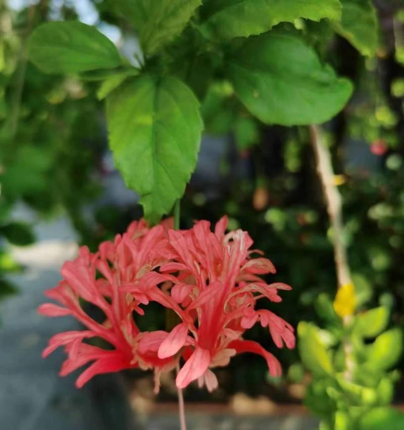 吊灯扶桑的花语代表什么？吊灯扶桑的寓意是什么？