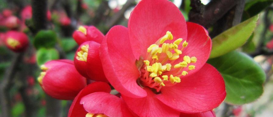 柳子的花语是什么意思？