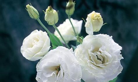柳子的花语是什么意思？