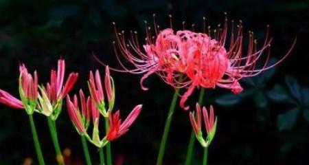 黑色长裙的浪漫花语是什么？黑色长裙搭配的花语有何深意？
