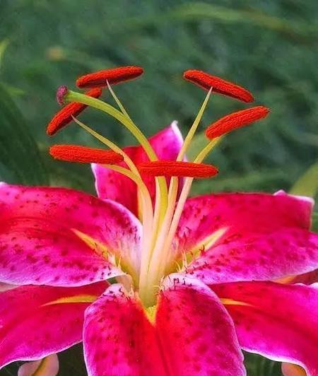 罗宾娜百合的花语含义是什么？