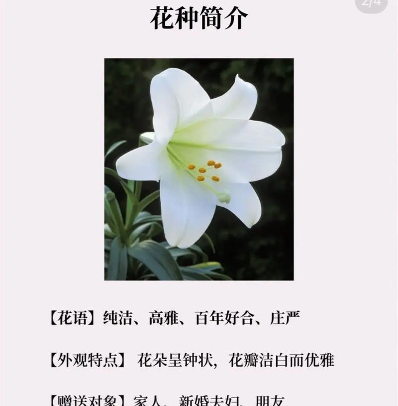 罗宾娜百合的花语含义是什么？