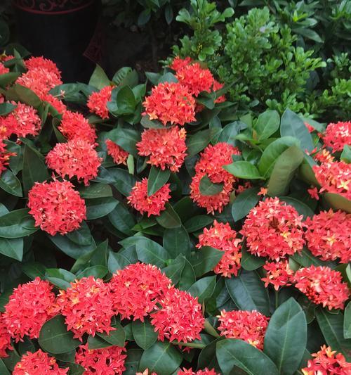 哪种花的花语代表孤寂的爱情？这些花语如何表达孤独？