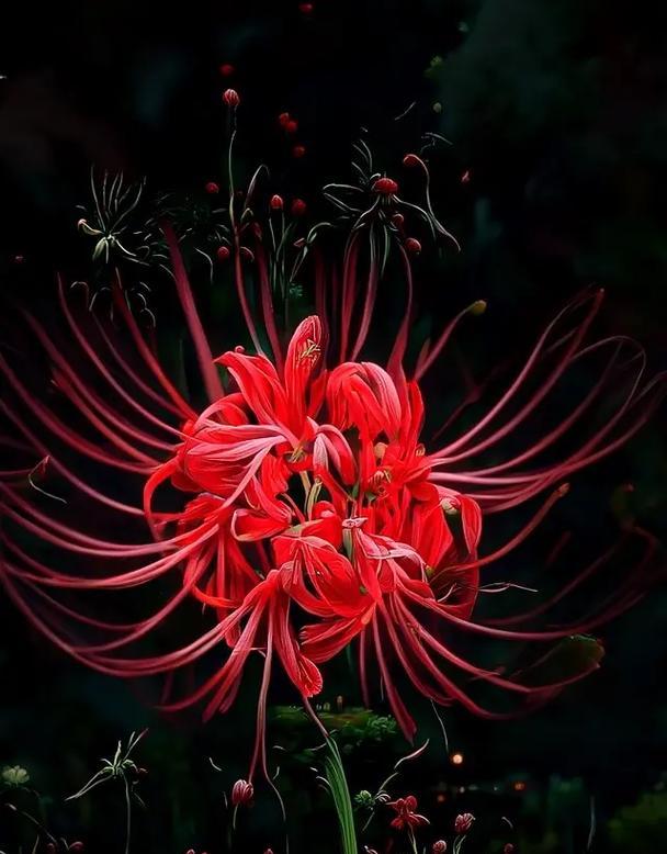 哪种花的花语代表孤寂的爱情？这些花语如何表达孤独？