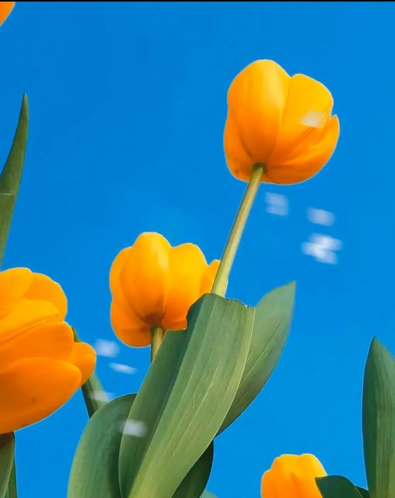 美杜莎郁金香花语是什么？这种花语有何特别之处？