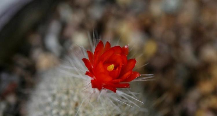 仙人球有哪些特别的花语品种？