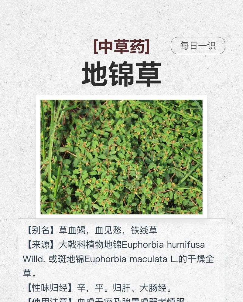 石锦草花语的深层含义是什么？