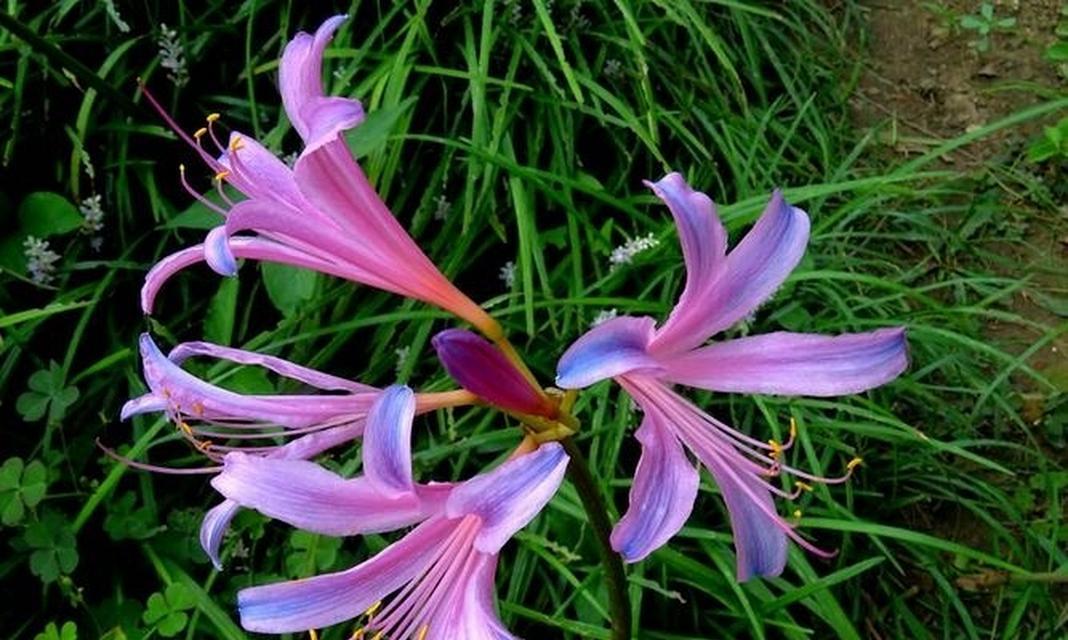 石锦草花语的深层含义是什么？