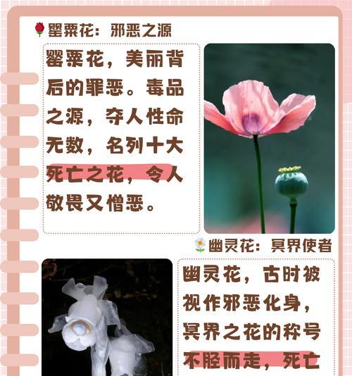 花语好听还好看的花是什么花？哪种花的花语既美丽又好听？