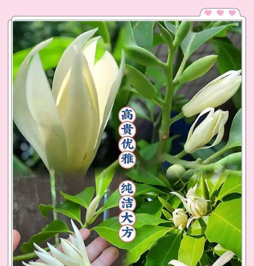 玉兰花的花语和培育宝石有何关联？它象征着什么？