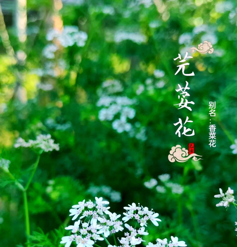 哪种花代表初恋？花语有何浪漫意义？