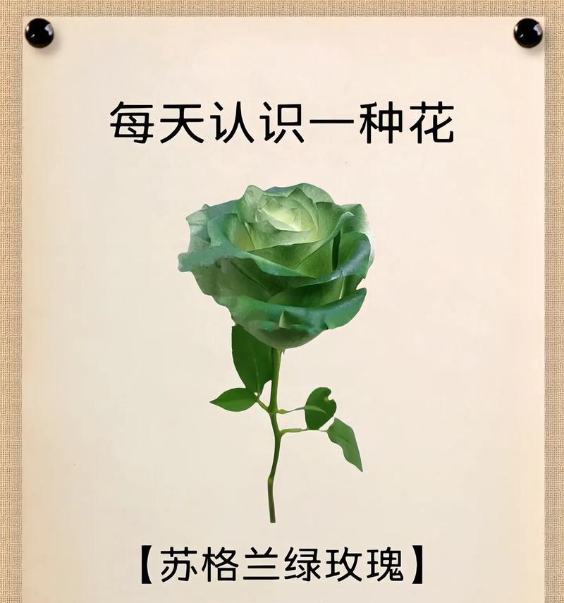 哪种花代表初恋？花语有何浪漫意义？