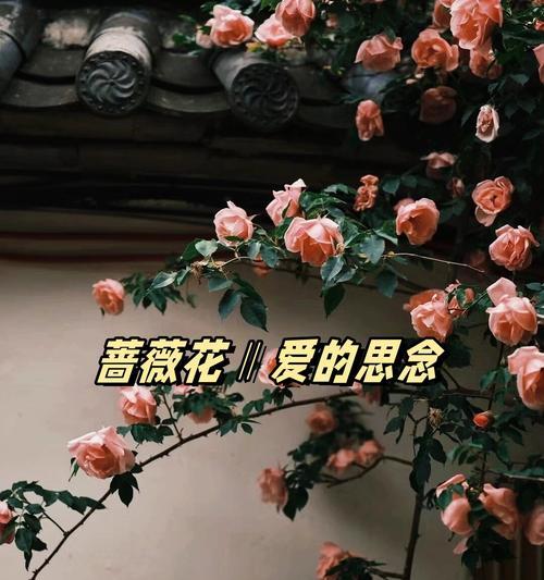 深情的花的花语和寓意是什么？它传递了怎样的情感？