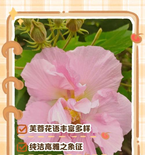 送男生花语寓意什么？哪种花语最合适？